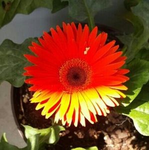 Meet your Posher, Carmen